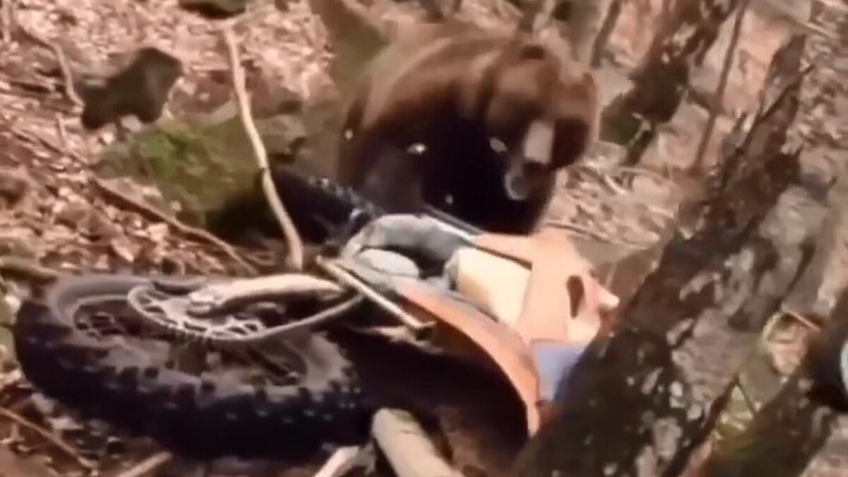 حمله خرس وحشی به موتور سوار (فیلم)