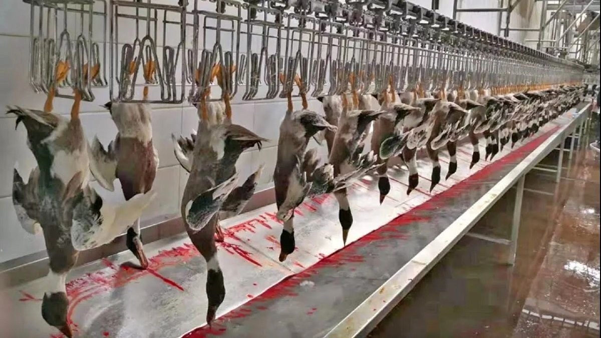 چگونه میلیون ها اردک پس از پرورش در کارخانه برش و بسته بندی می شوند؟ (فیلم)