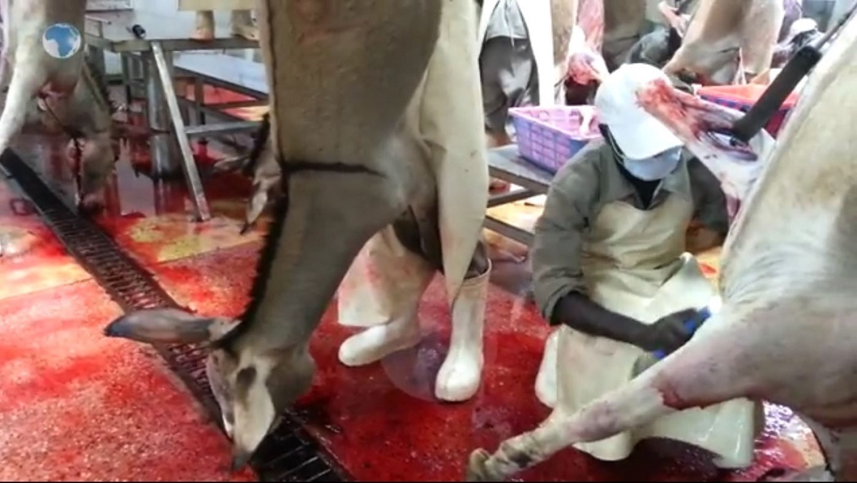 فرآیند سلاخی و آماده سازی گوشت الاغ در یک کشتارگاه چینی در کنیا (فیلم)