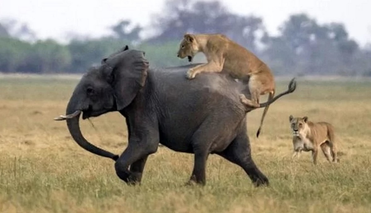 لحظه حمله دو شیر به فیل (فیلم)