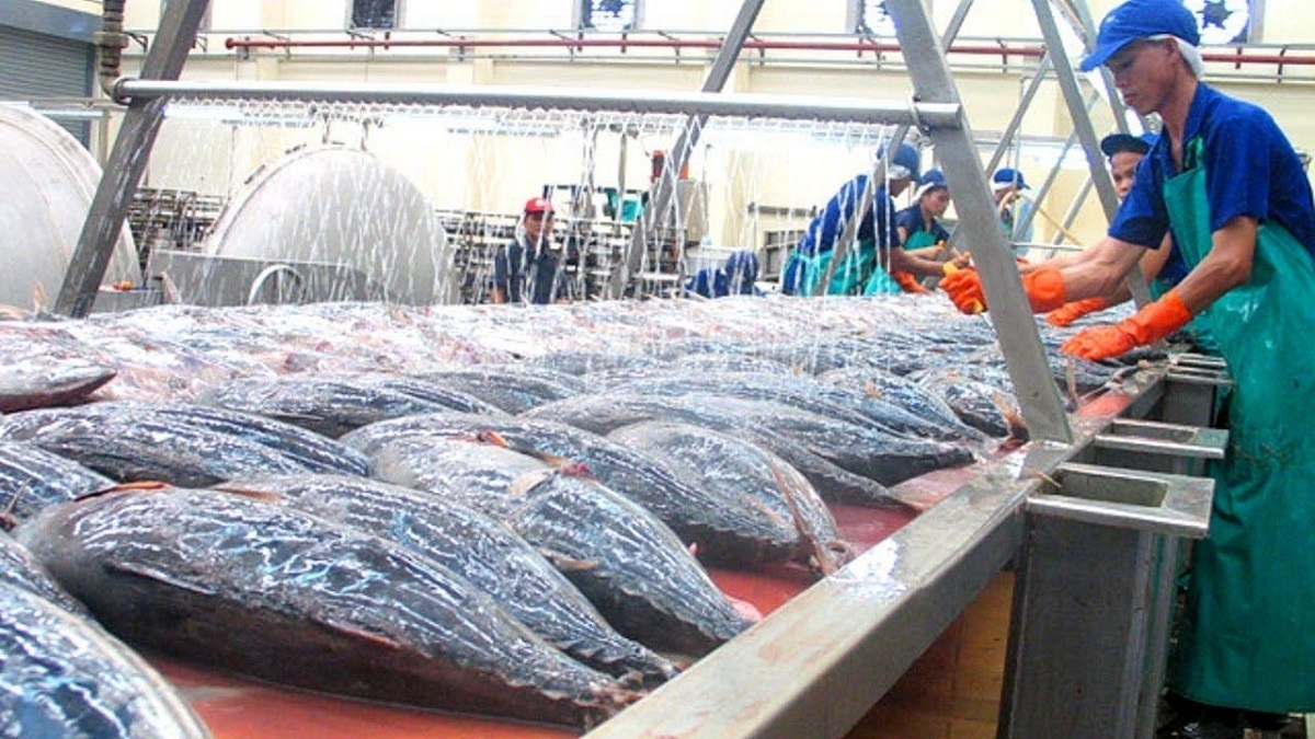بسته بندی و فرآوری هزاران ماهی تن غول پیکر در کارخانه (فیلم)