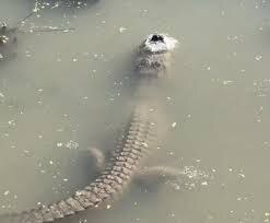 تمساح هایی که منجمد می‌شوند ، اما نمی‌میرند (+عکس)