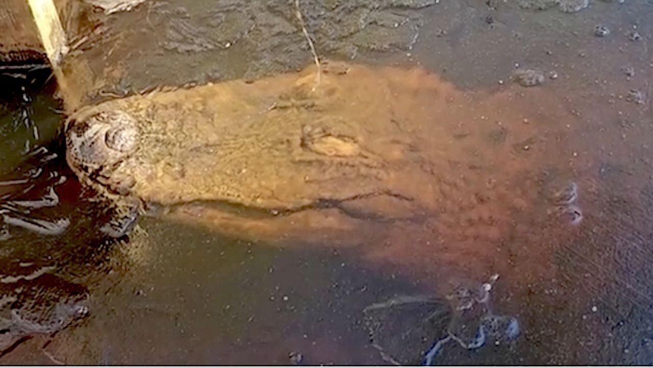 تمساح هایی که منجمد می‌شوند ، اما نمی‌میرند (+عکس)