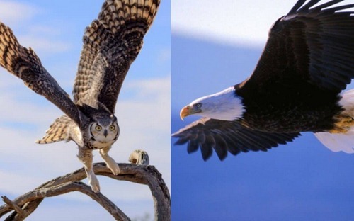 مقایسه جالب عقاب و جغد از همه نظر 