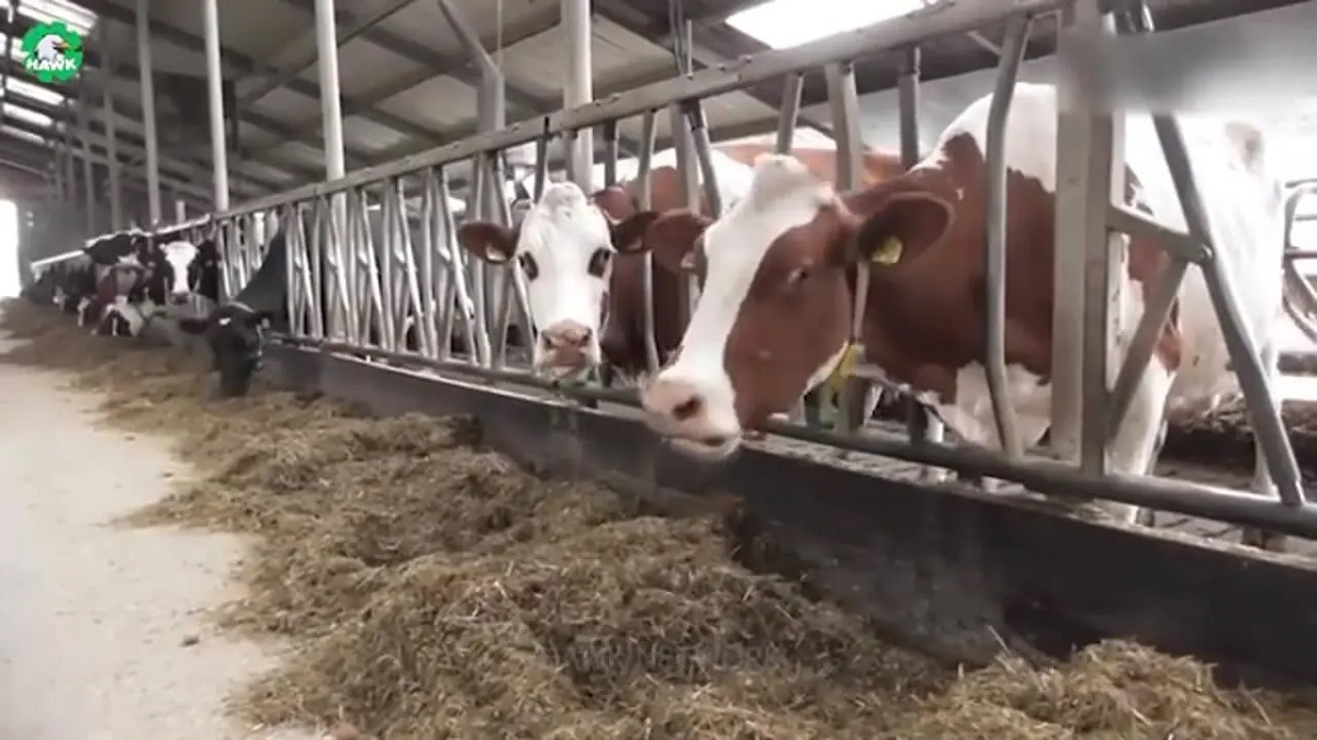 کارخانه فرآوری گوشت ؛ فرآیند پرورش میلیون ها گاو در اتاقک پلاستیکی (فیلم)