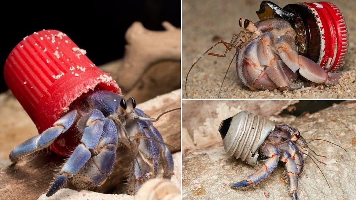تصاویر تکان دهنده از خرچنگ هایی که در زباله های ما زندگی می‌کنند