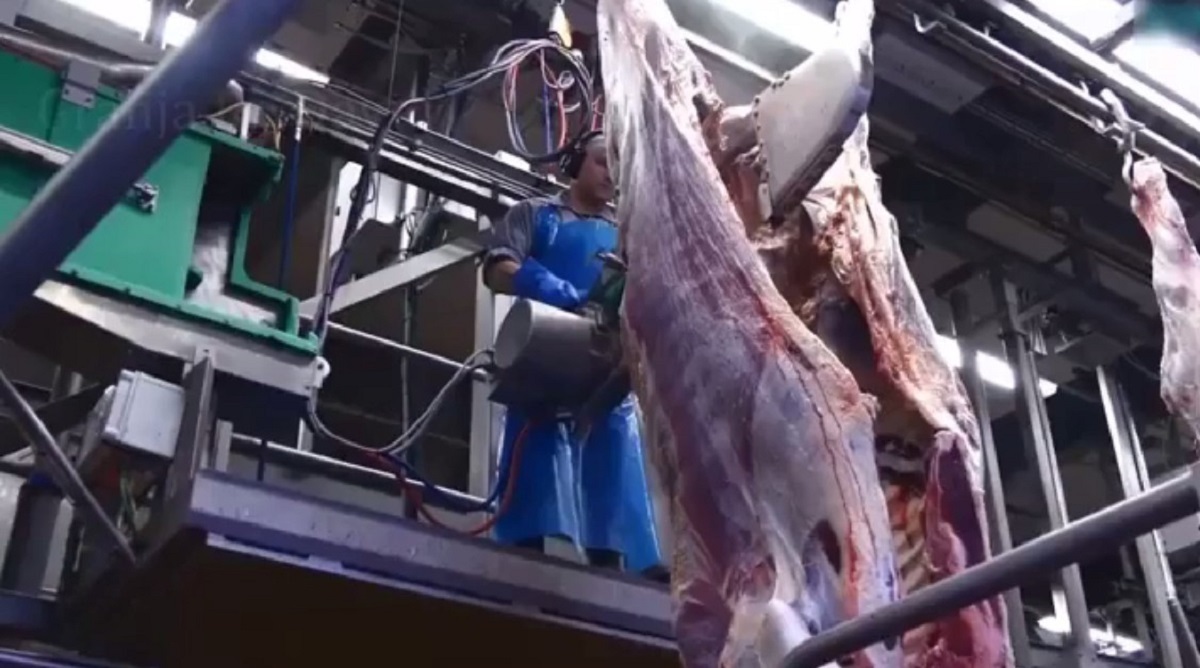 فرآیند برش و بسته بندی گوشت گاو‌های غول پیکر در بزرگترین کارخانه آمریکا (فیلم)