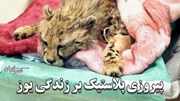 پیروزی پلاستیک بر زندگی یوز ایرانی/ ضد و نقیض‌ها در مورد مرگ یک یوزپلنگ هنوز ادامه دارد؛ چه چیز باعث مرگ فرزند ایران شد؟ (فیلم)
