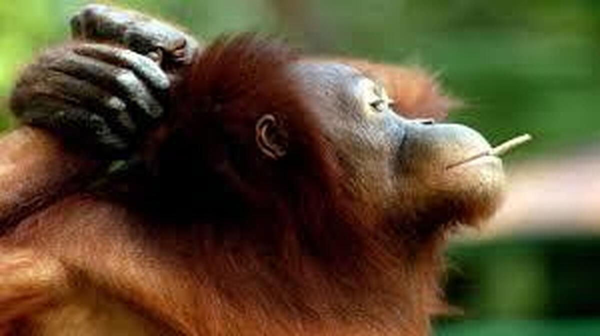 وقتی اورانگوتان‌ها بچه شیر را به تلافی می‌دزدند/ ببینید مادر چطور خودش را به خطر می‌اندازد (فیلم)