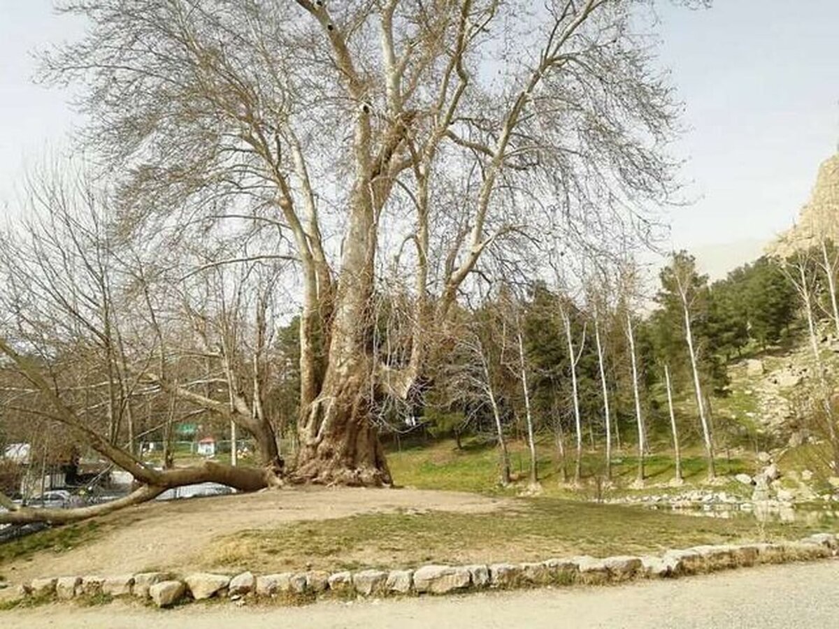 ۶۰۲ ساله شدن درخت شیرین و فرهاد
