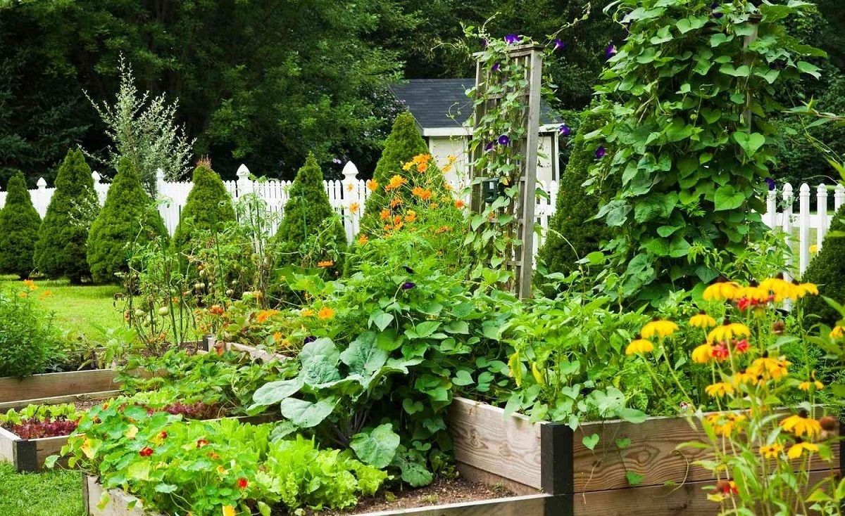 ۵ راهکار برای داشتن باغچه سبزیجات در خانه (فیلم)