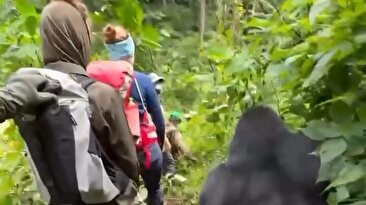 وقتی گردشگران در جنگل گوریل می‌بینند/ یکی از آن‌ها را هل می‌دهد (فیلم)