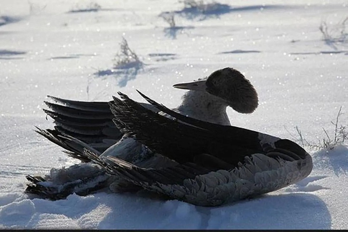 یخ زدن غم‌انگیز هزاران پرنده در یک دریاچه (فیلم)