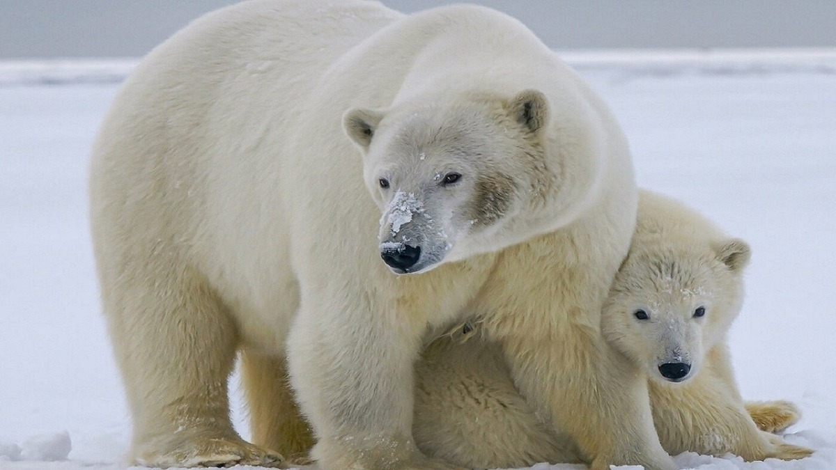 خرس‌های قطبی در معرض خطر گرسنگی هستند (فیلم)