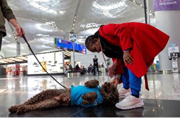 تراپی عجیب در فرودگاه استانبول؛ بازی با سگ برای کاهش استرس سفر (فیلم)