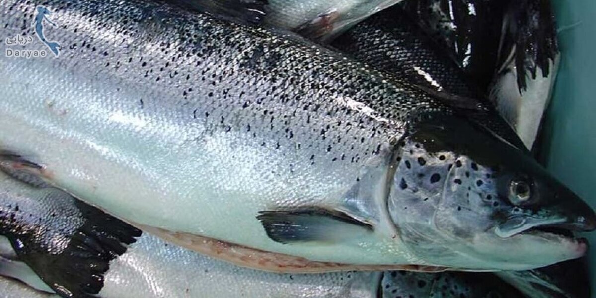 واکنش مدیرکل شیلات مازندران به ویدئو منتشر شده فروش ماهی ۵۱ میلیون تومانی