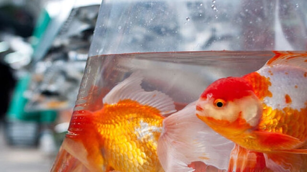 چگونه عمر ماهی‌ های قرمز عید را افزایش دهیم؟