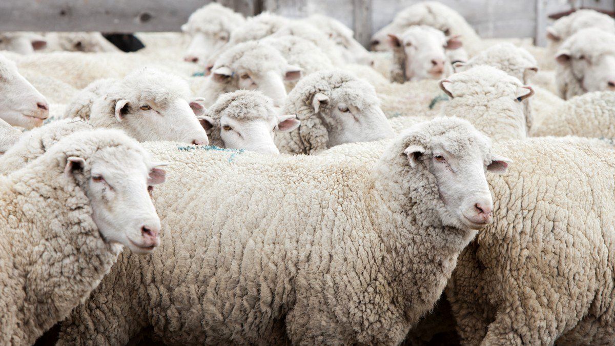 فرآیند پرورش و برداشت شیر و پشم هزاران گوسفند توسط دامداران استرالیایی (فیلم)