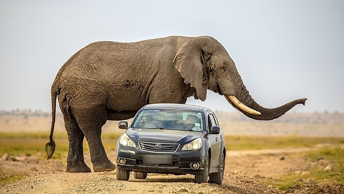 لحظه هولناک حمله فیل خشمگین به خودرو گردشگران / واکنش راهنمای تور را ببینید (فیلم)