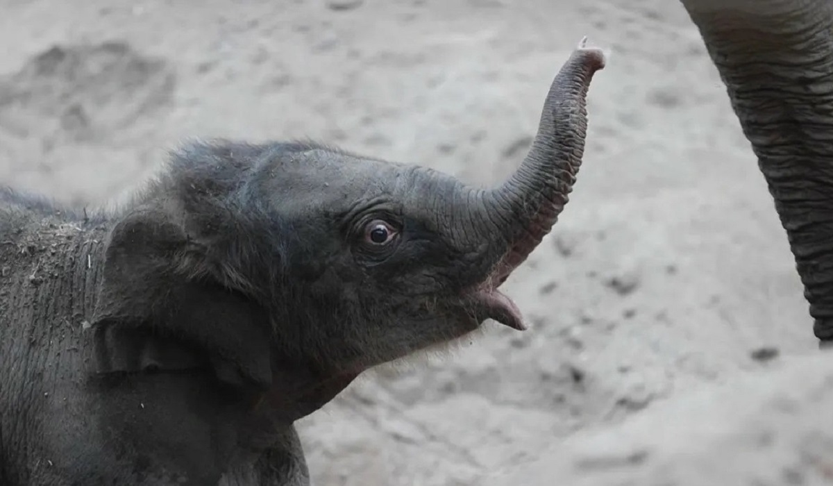 تولد نادر یک بچه فیل در باغ وحش (فیلم)