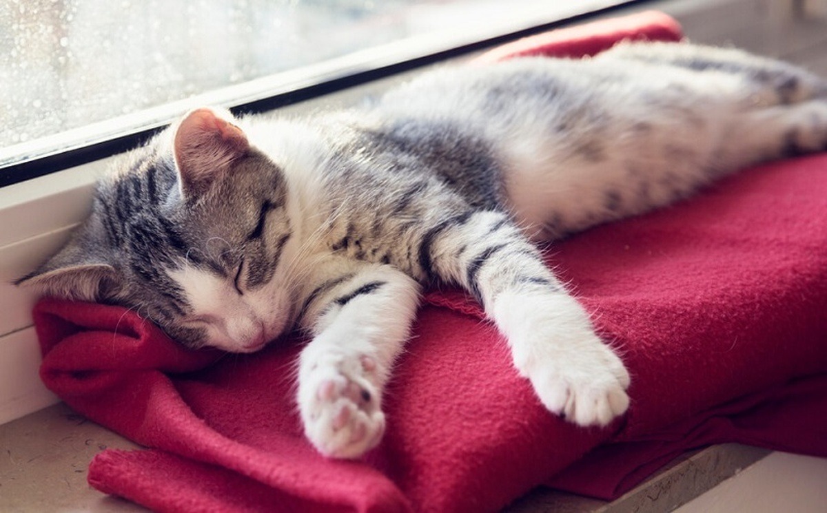 هوشیاری حیرت انگیز گربه در هنگام خواب (فیلم)