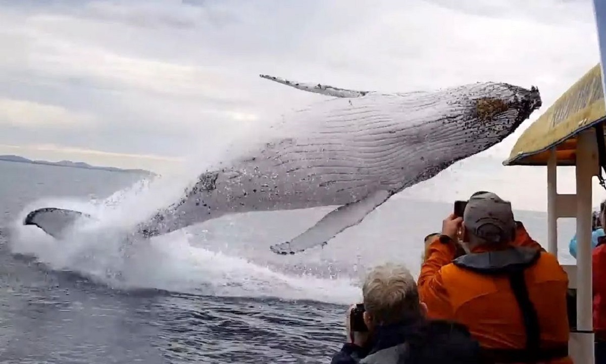 پرش شگفت انگیز نهنگ عنبر غول پیکر در دو متری قایق سواران (فیلم)