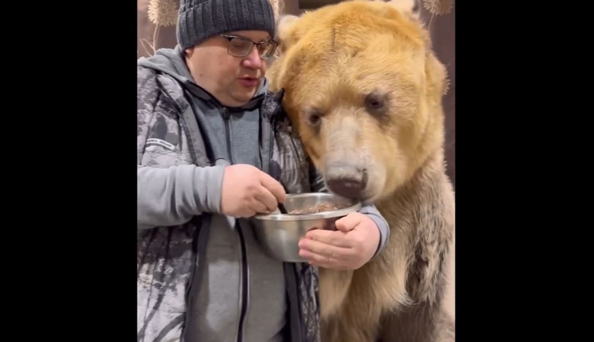 غذا دادن به یک خرس غول پیکر توسط مرد روس (فیلم)