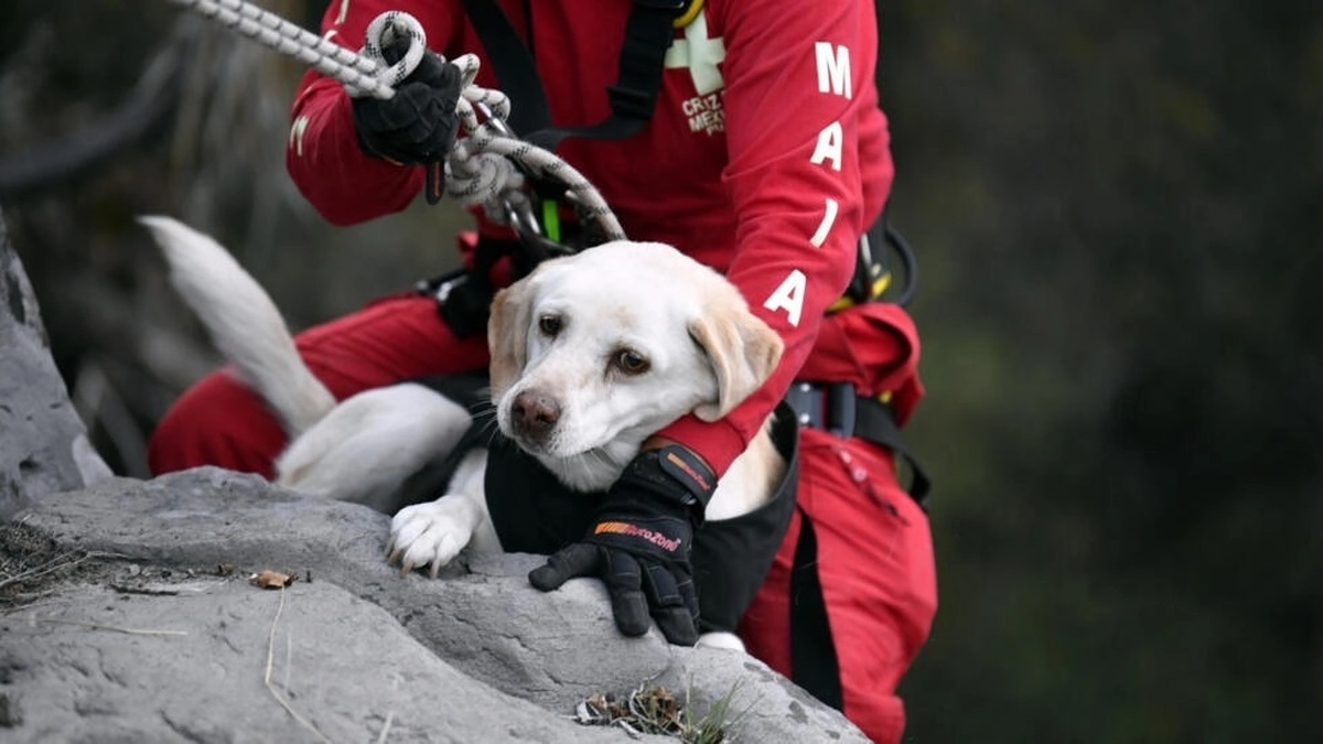 تربیت سگ های نجات در مکزیک؛ این سگ‌ها در زلزله مرگبار ترکیه چه کردند؟ (فیلم)