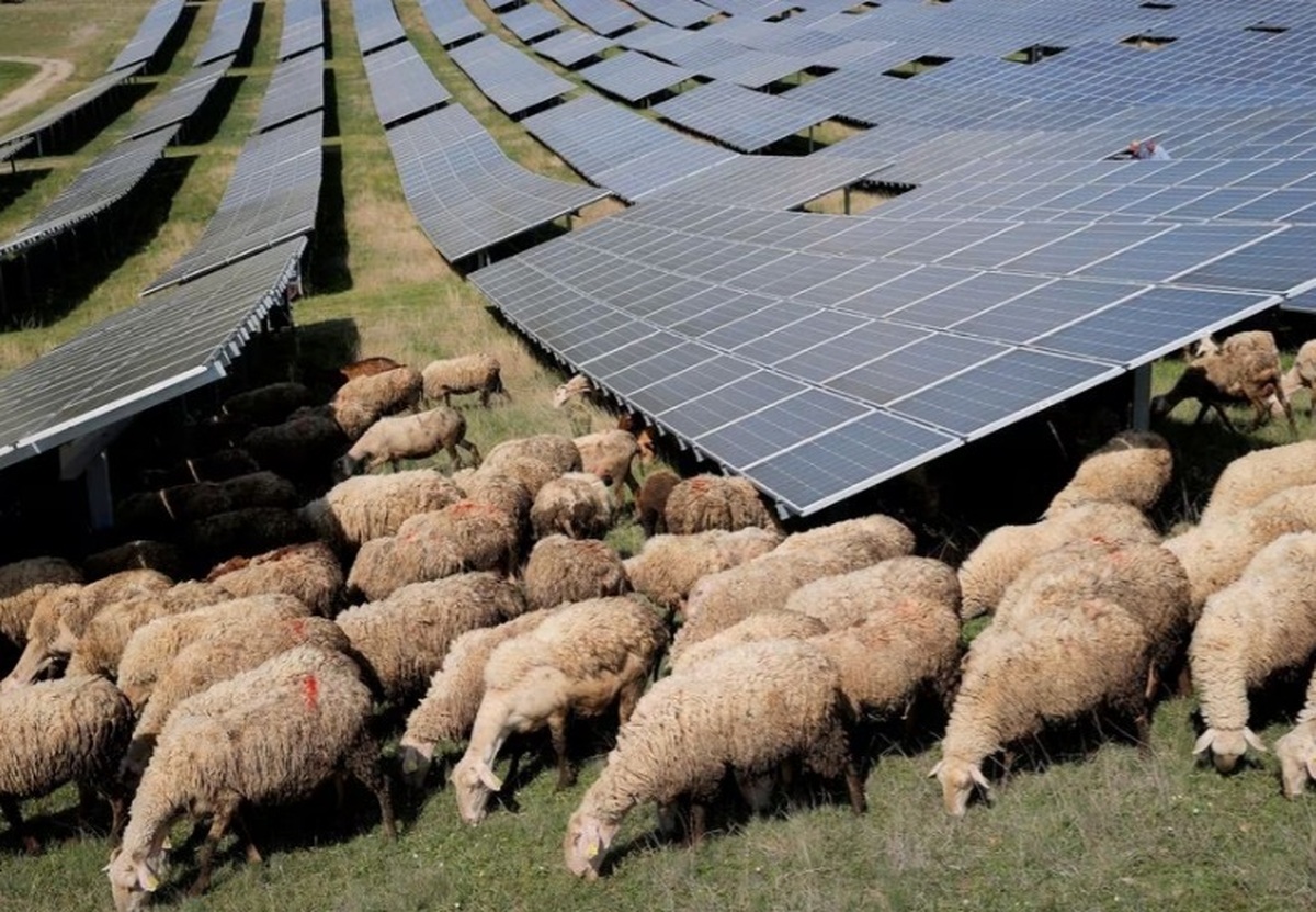 ببینید گوسفندانی که در مزرعه خورشیدی کار می‌کنند/ فقط لازم است علف بخورند
