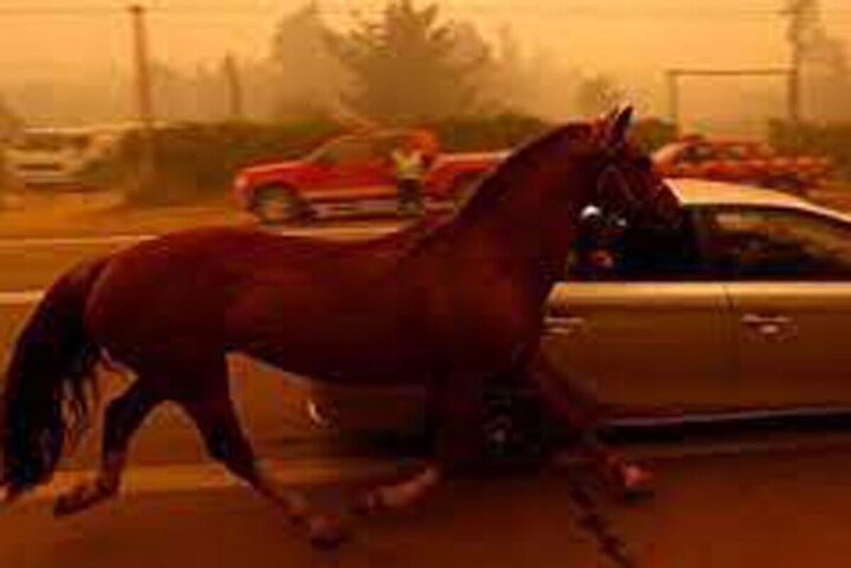 بابلسر مازندران؛ جولان اسب‌های سرگردان در خیابان (فیلم)