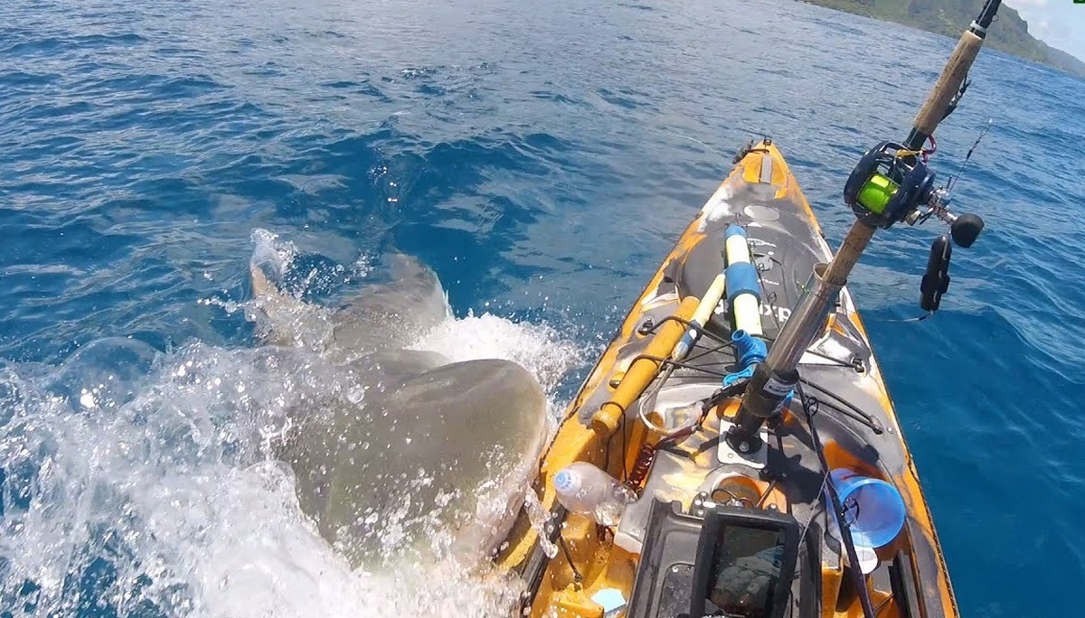 لحظه حمله کوسه به قایق در سواحل هاوایی (فیلم)