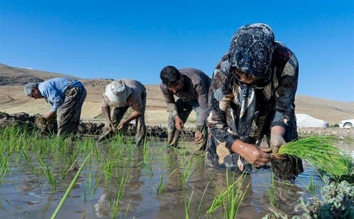 تا دو دهه دیگر برنج شمالی نابود می‌شود