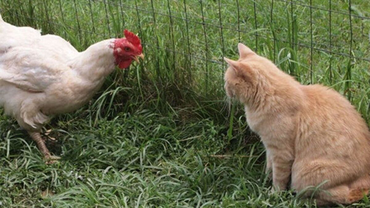 حمله مرغ به دو گربه برای محافظت از جوجه‌هایش (فیلم)