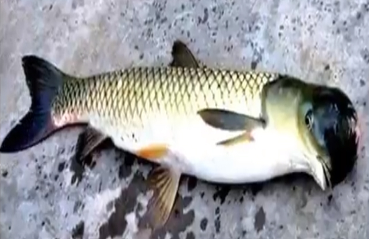 صید ماهی عجیب در چین: ماهی با سر پرنده (عکس)