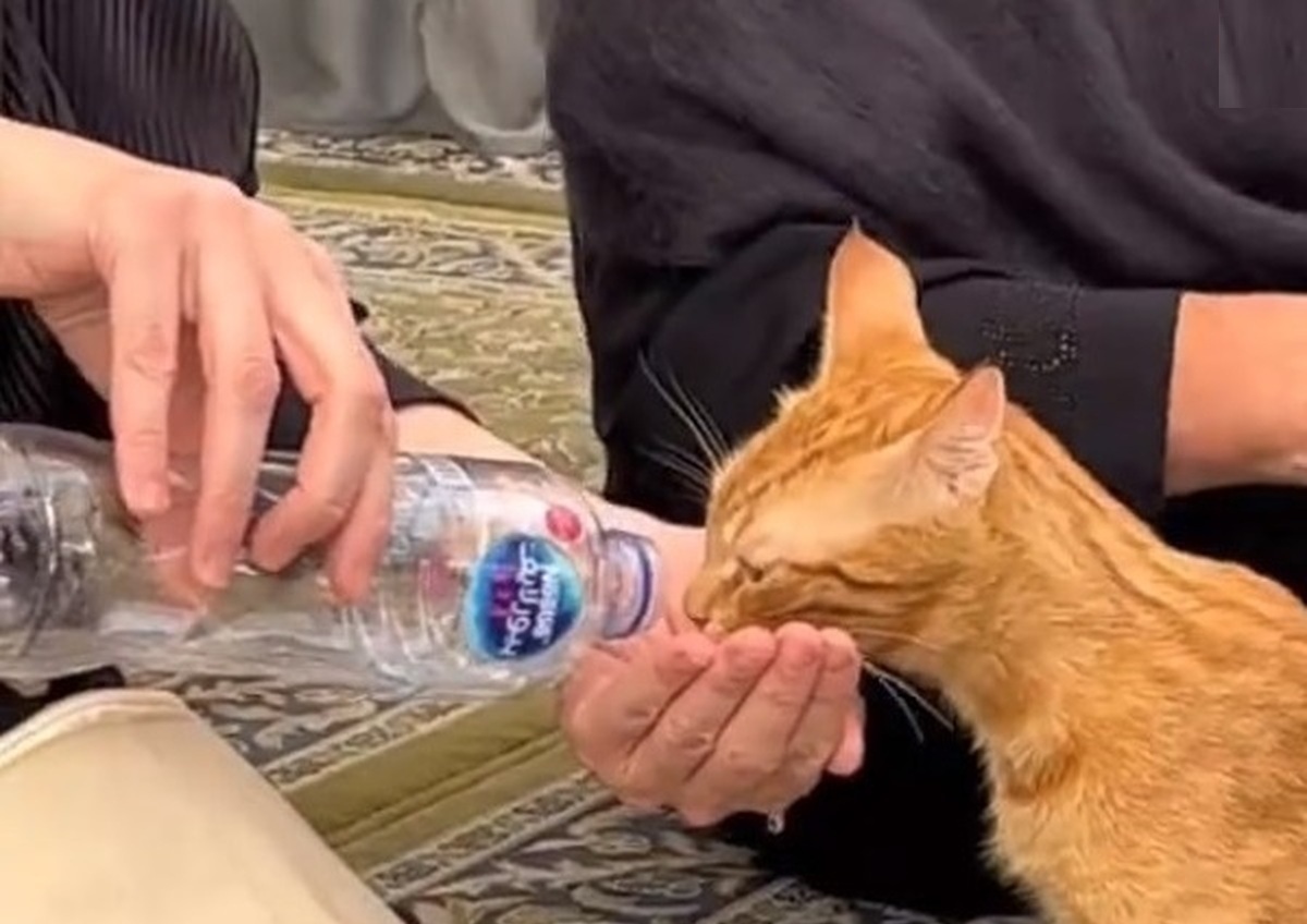 اقدام تحسین برانگیز زن ترکیه‌ای با گربه در مسجد النبی (فیلم)