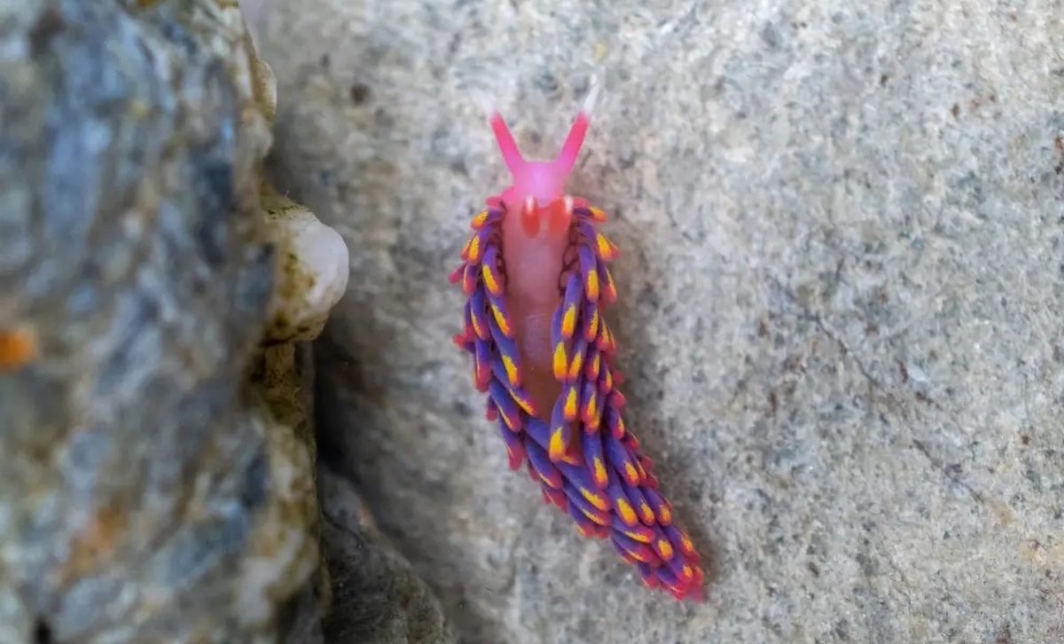 یکی از زیباترین حلزون‌های جهان را ببینید؛ حلزون دریایی رنگین کمانی نادر در بریتانیا (فیلم)