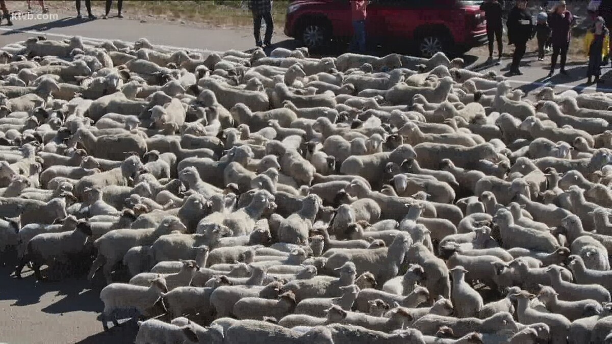 تصاویری دیدنی از عبور هزاران گوسفند در بزرگراهی در آمریکا