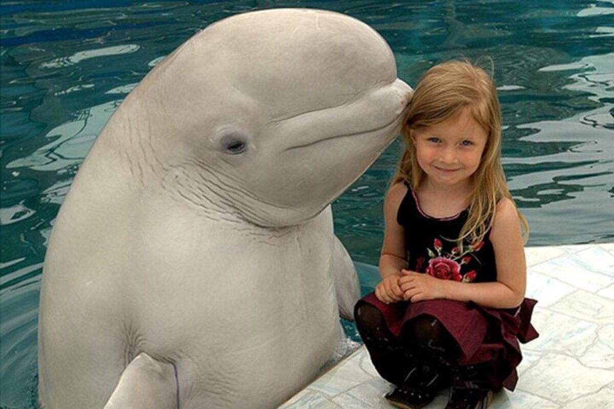 بوسه پراحساس یک نهنگ سفید بر پیشانی دختربچه (فیلم)