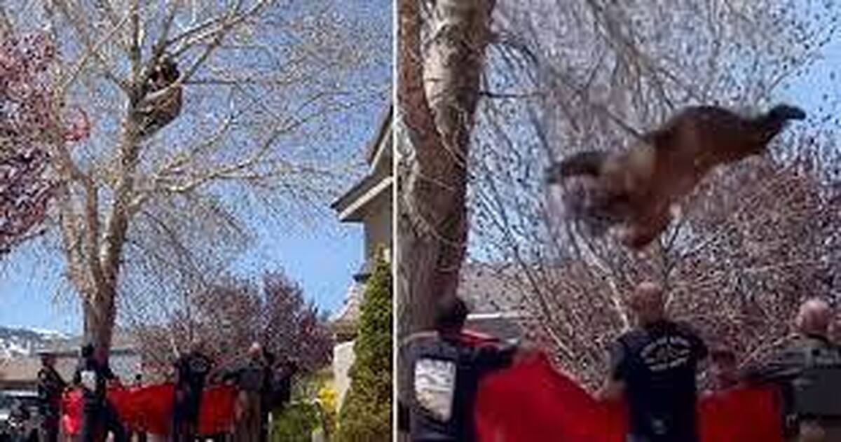 ببینید آتش‌نشان‌ها در آمریکا، چطور یک خرس را از درخت پایین آوردند/ با تشک نجات