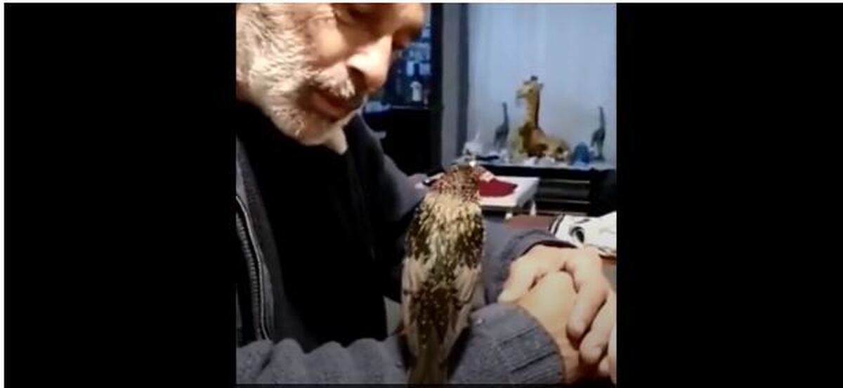 تقلیدصدای یک پرنده در آغوش یک مرد (فیلم)