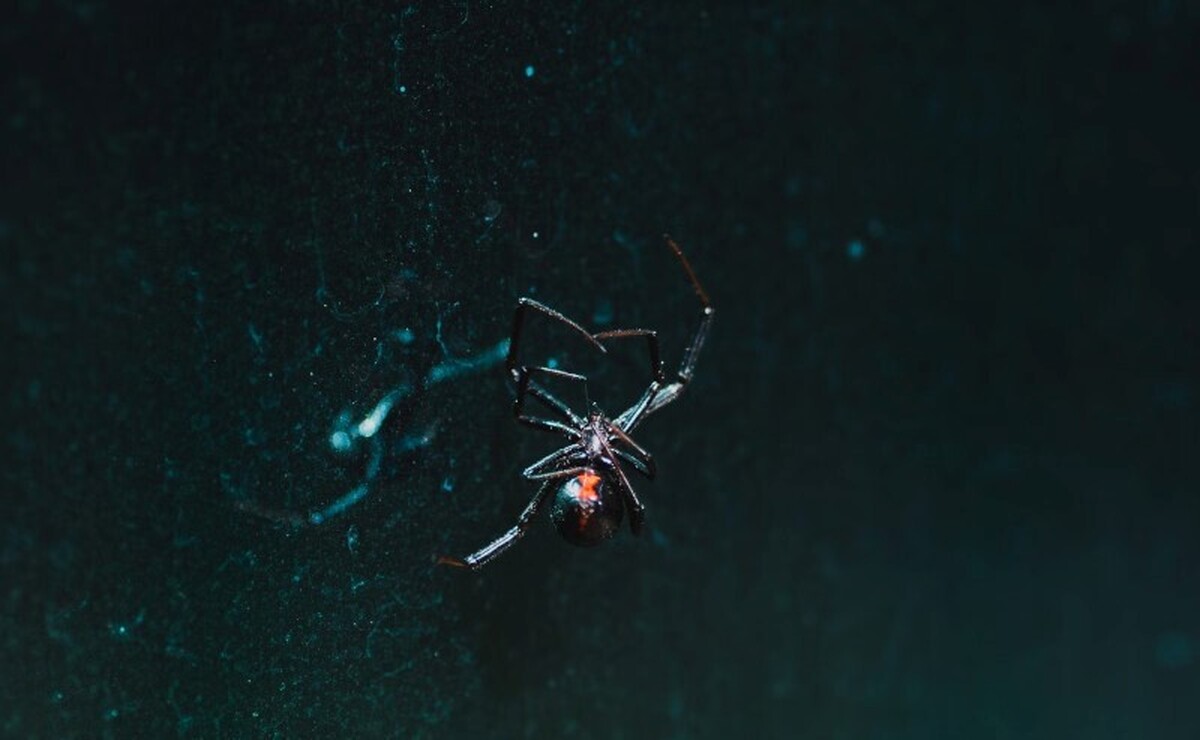 خطرناک‌ترین عنکبوت دنیا در ایران ساکن است! (+عکس)