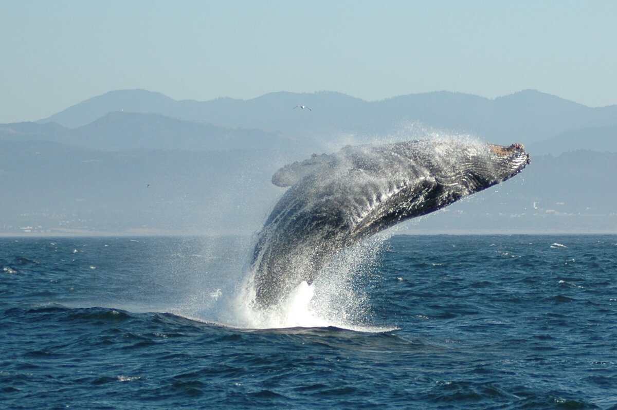 ببینید | لحظه بلعیده شدن یک شناگر توسط نهنگ در دریای سرخ