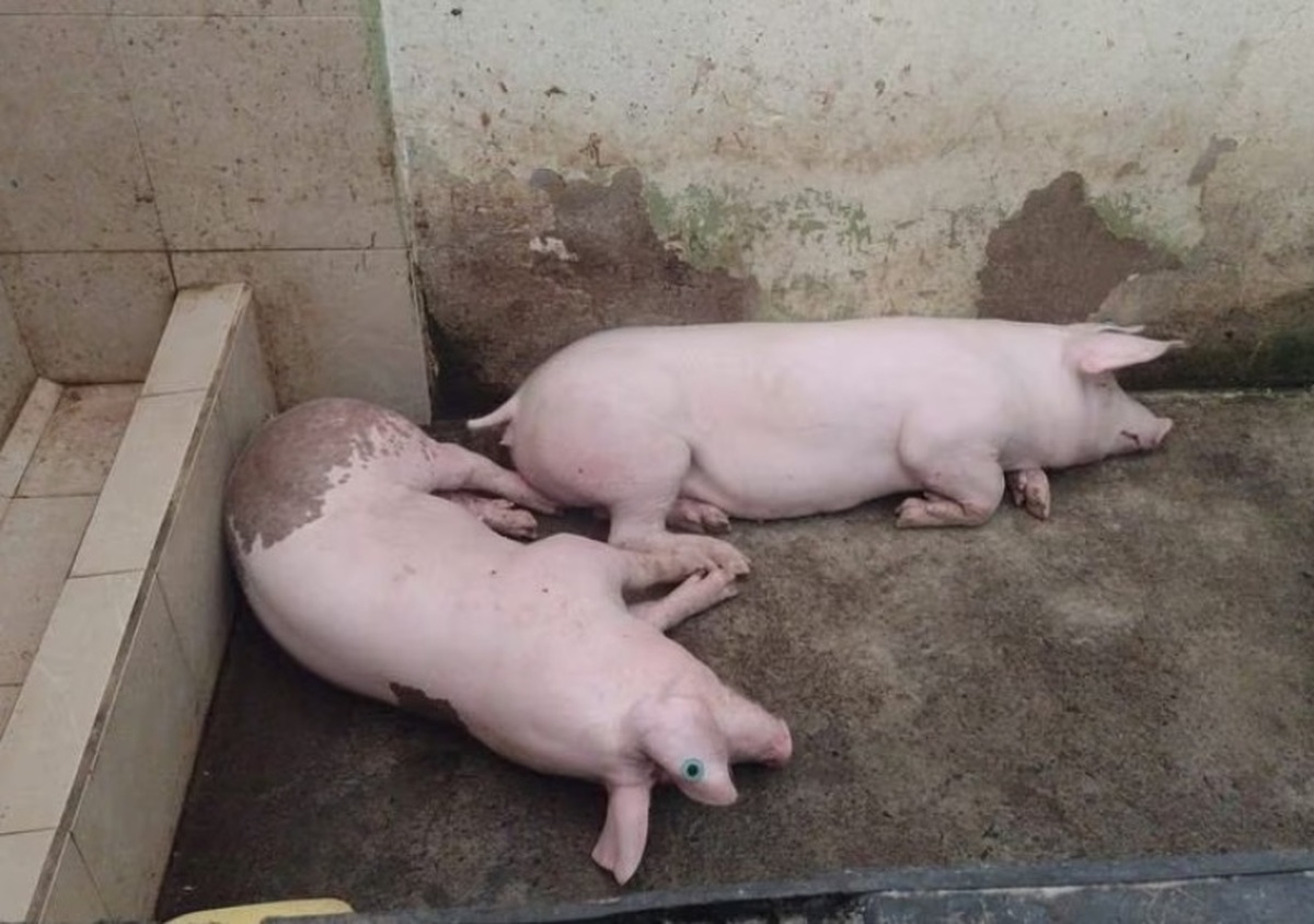 پیدا کردن دو خوک و یک خروس در زندان اکوادور توسط پلیس! (فیلم)
