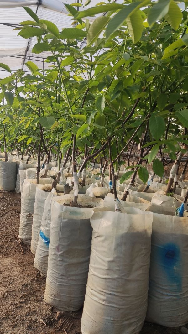 مزیت خرید نهال گردو ژنوتیپ و اصلاح شده چیست؟