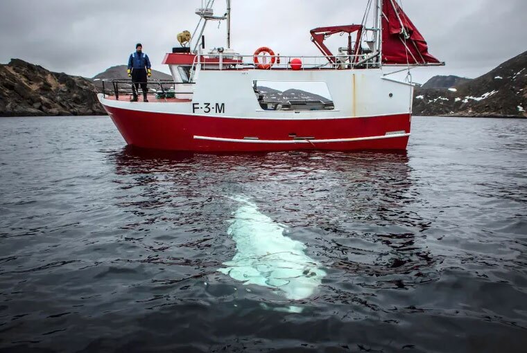 نهنگ سفید بلوگا که متهم به جاسوسی برای روسیه است  (+عکس)