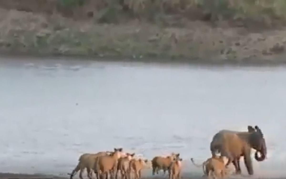 مبارزه یک فیل با ۱۰ شیر (فیلم)