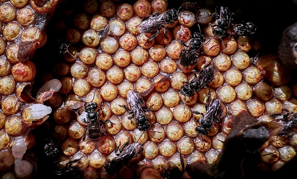 زنبور کرکس ؛ عجیب ترین زنبور جهان که با گوشت مرده جادو می کند! (+فیلم و عکس)