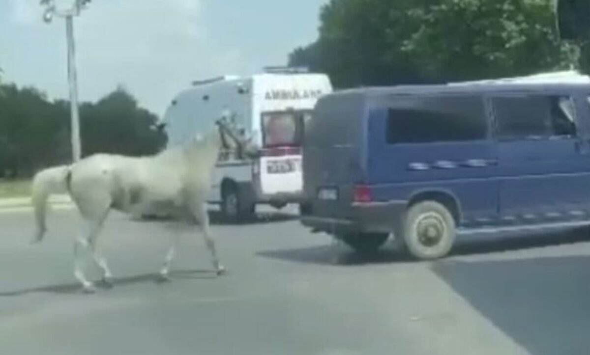 قرار بازداشت برای راننده ای که اسب را پشت ون خود بسته بود (+فیلم)