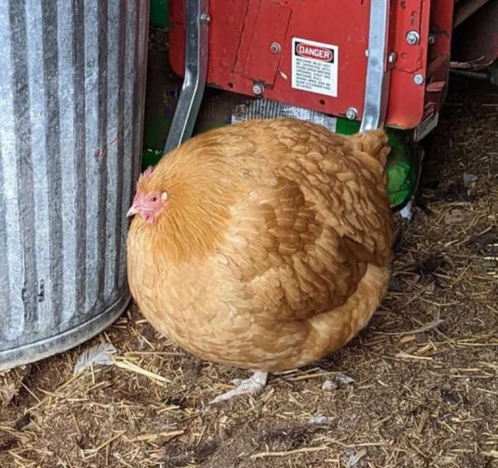 مرغی که با خوردن پاپ کورن به یک توپ گرد تبدیل شد (عکس)