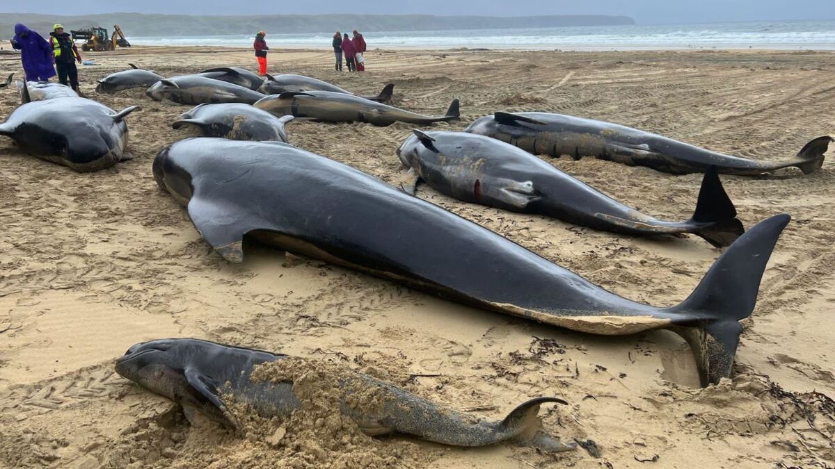 به گل نشستن ۵۰ نهنگ در اسکاتلند/ آیا خودکشی بوده (فیلم)